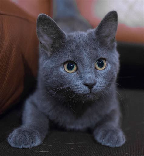 kitty-blu|russian blue cat baby.